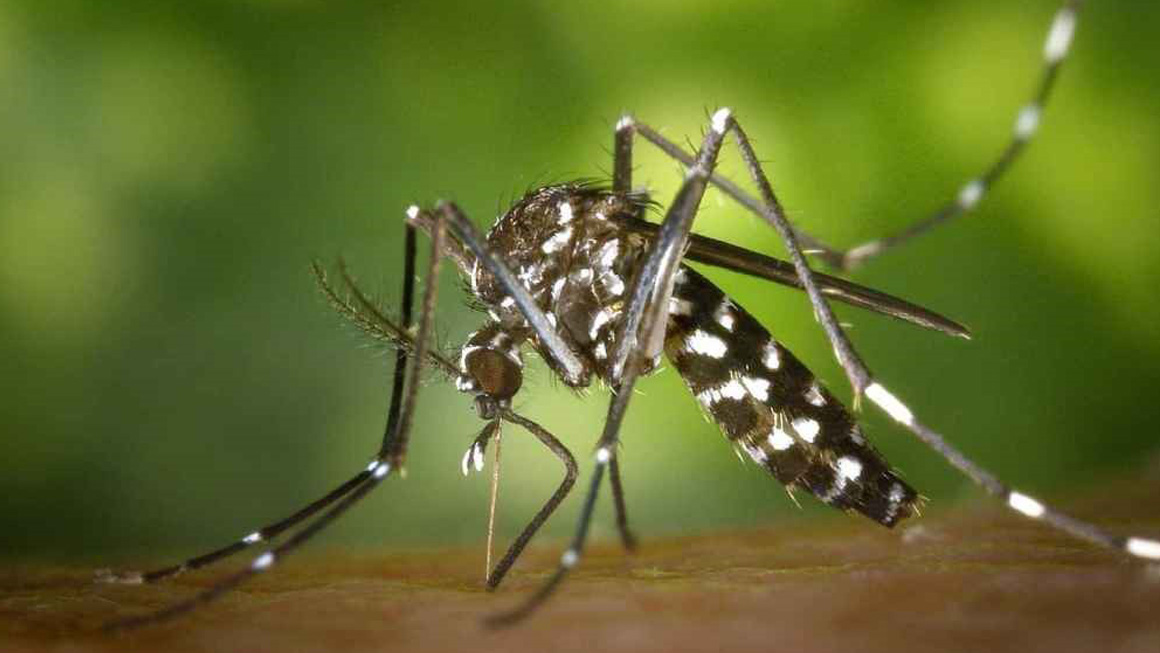 Dengue: nou focus d’infecció procedent de Cuba