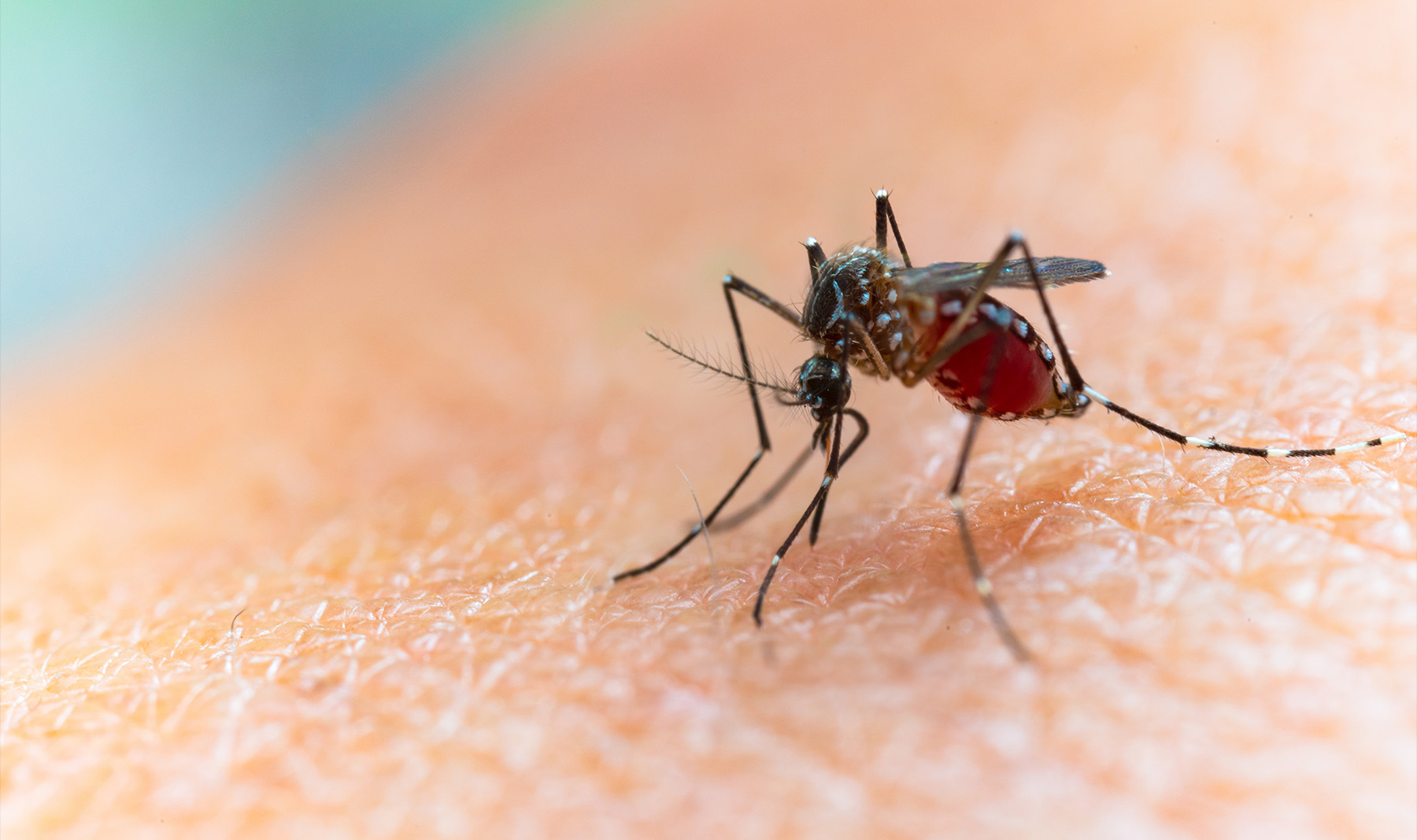 West Nile virus causes severe disease in less than 1% of cases