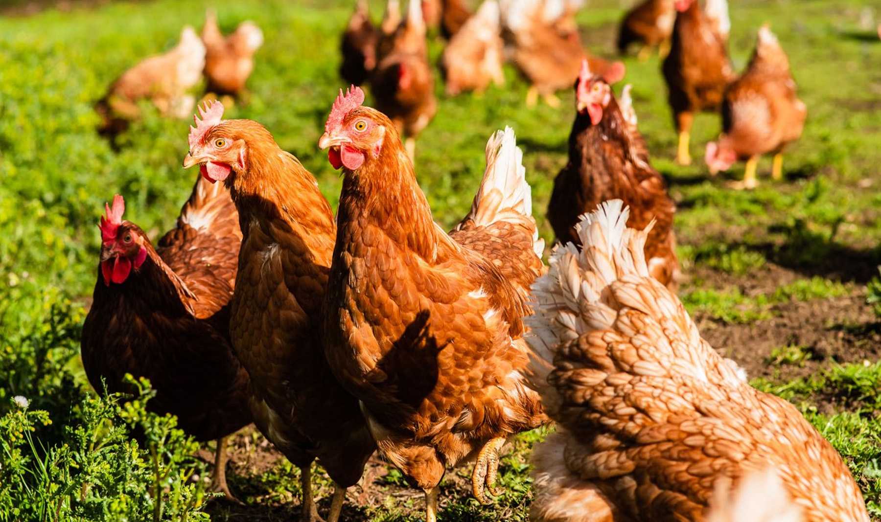 Cas greu de grip aviària H5N1 als Estats Units