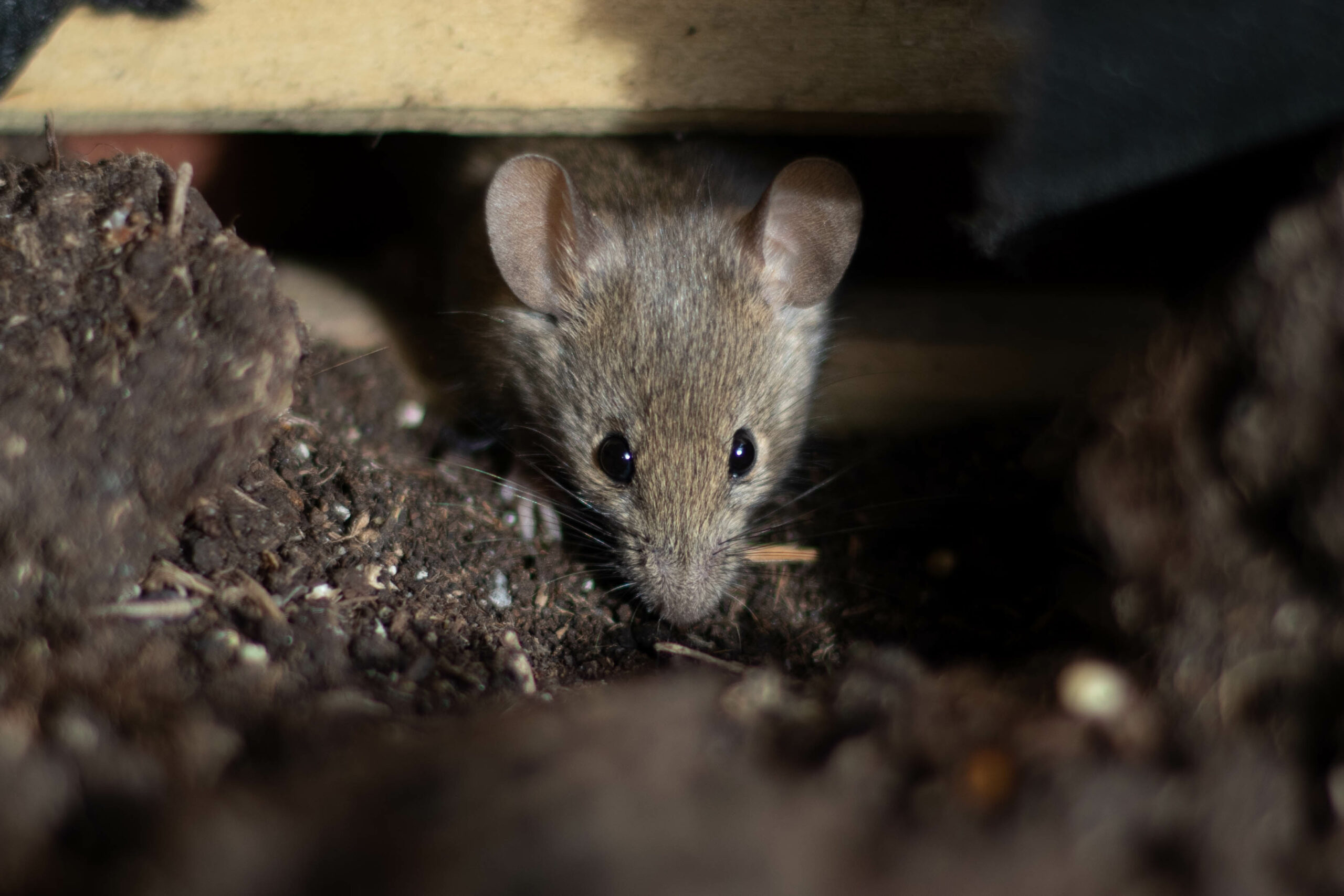 Què és l’hantavirus? Símptomes i com es transmet aquesta infecció poc freqüent